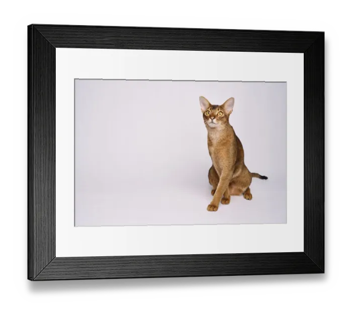 Framed Print : Abyssinian cat (Felis catus), crossing paws Framed Print : Abyssinian cat (Felis catus), crossing paws