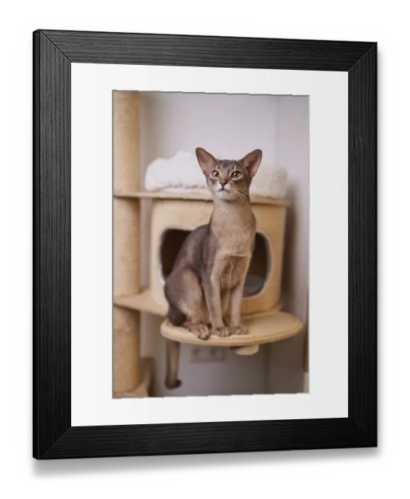 Framed Print : Abyssinian cat (Felis catus), sitting on the scratching post Framed Print : Abyssinian cat (Felis catus), sitting on the scratching post