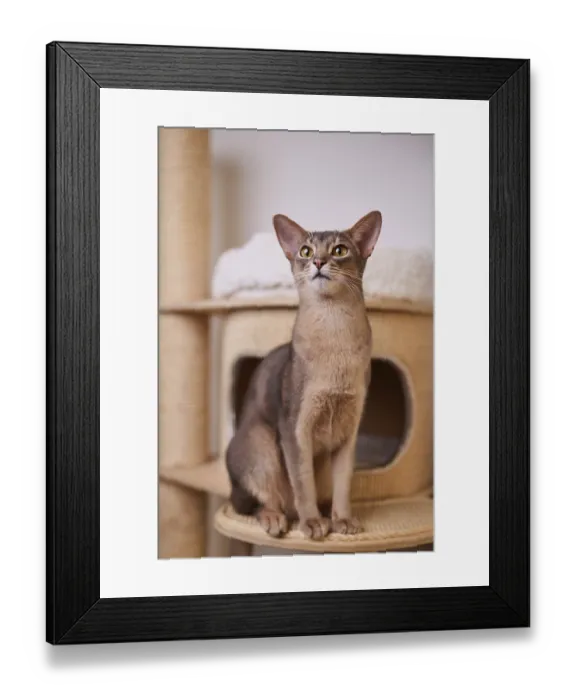 Framed Print : Abyssinian cat (Felis catus), sitting on the scratching post Framed Print : Abyssinian cat (Felis catus), sitting on the scratching post