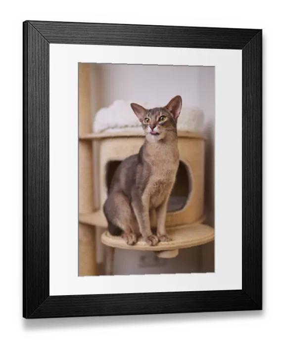 Framed Print : Abyssinian cat (Felis catus), sitting on the scratching post
