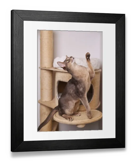 Framed Print : Abyssinian cat (Felis catus), raises its paw