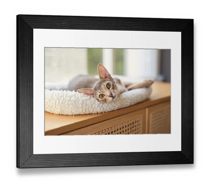 Framed Print : Abyssinian cat (Felis catus), lying in a cuddly bed Framed Print : Abyssinian cat (Felis catus), lying in a cuddly bed