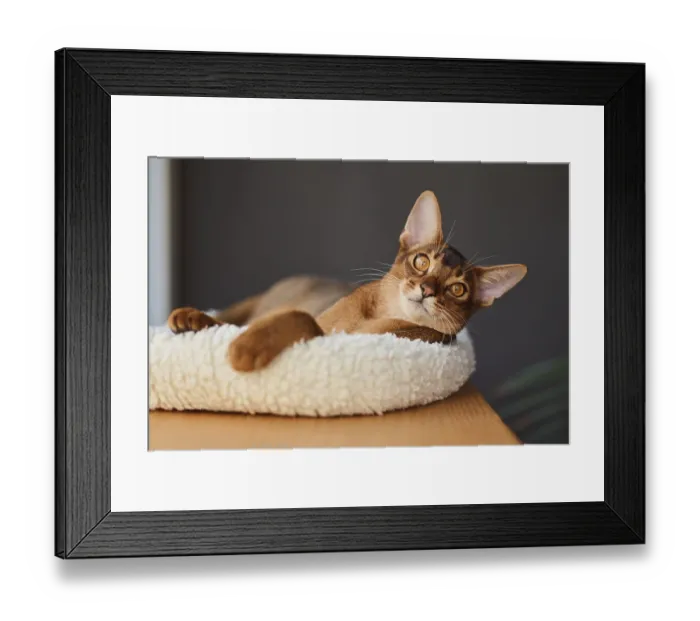 Framed Print : Abyssinian cat (Felis catus), lying in a cuddly bed Framed Print : Abyssinian cat (Felis catus), lying in a cuddly bed