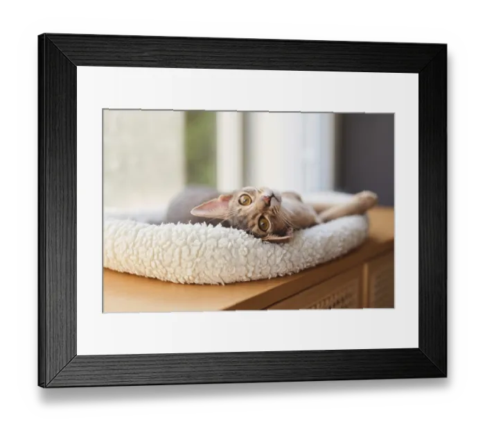 Framed Print : Abyssinian cat (Felis catus), lying in a cuddly bed