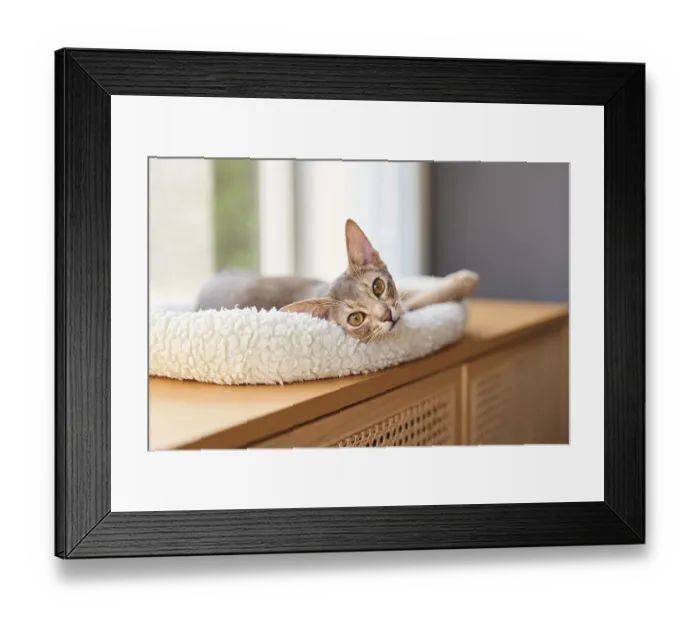 Framed Print : Abyssinian cat (Felis catus), lying in a cuddly bed
