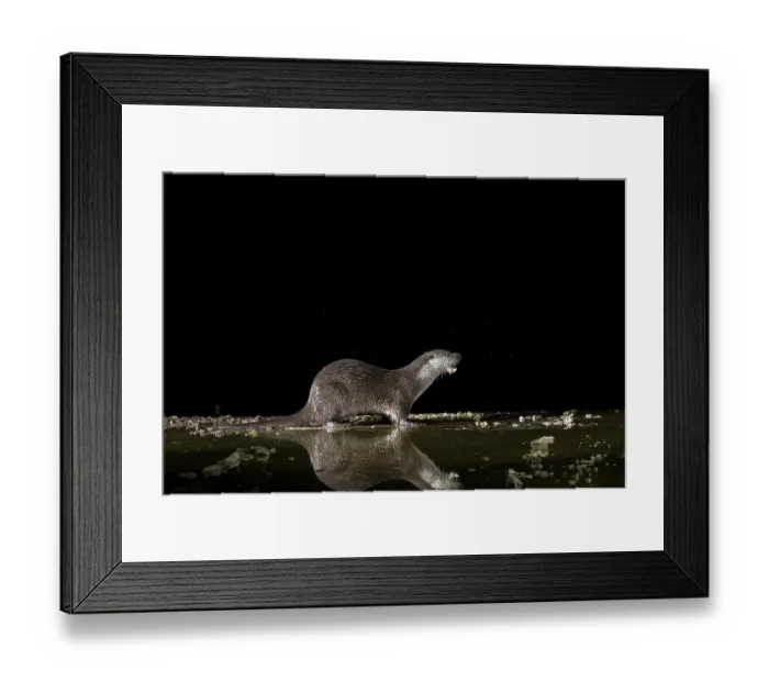 Framed Print : Otter (Lutra lutra), by a stream