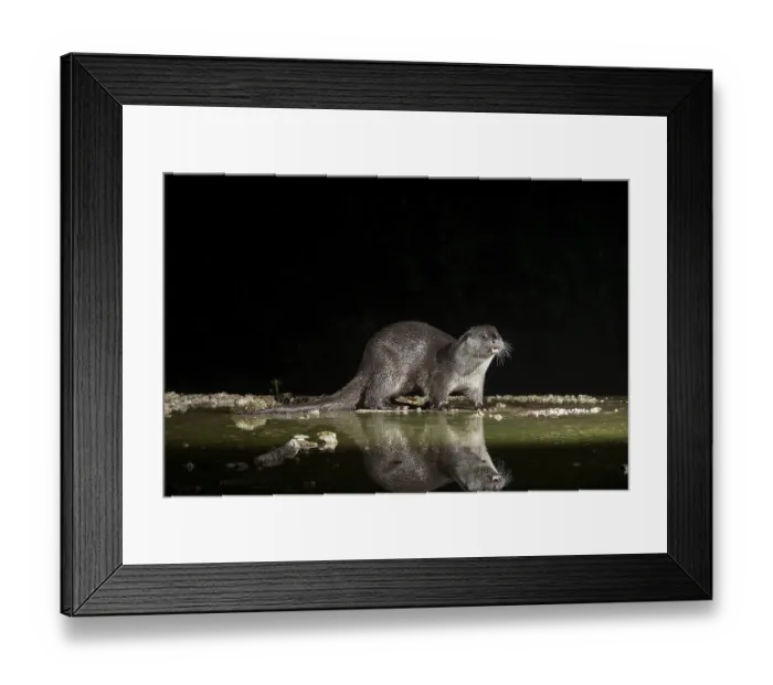 Framed Print : Otter (Lutra lutra), by a stream Framed Print : Otter (Lutra lutra), by a stream