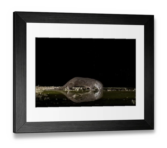 Framed Print : Otter (Lutra lutra), by a stream