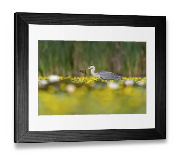 Framed Print : Grey heron (Ardea cinerea) in the water