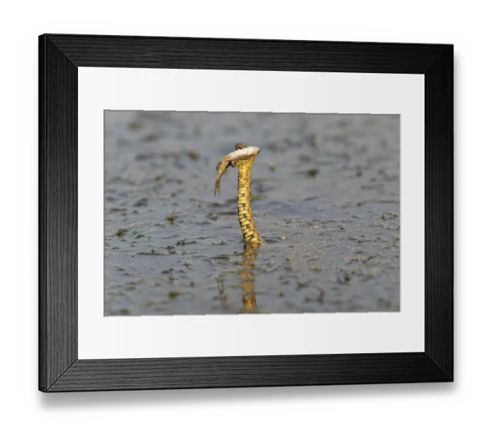 Framed Print : Dice snake (Natrix tessellata) Snake with fish in its mouth