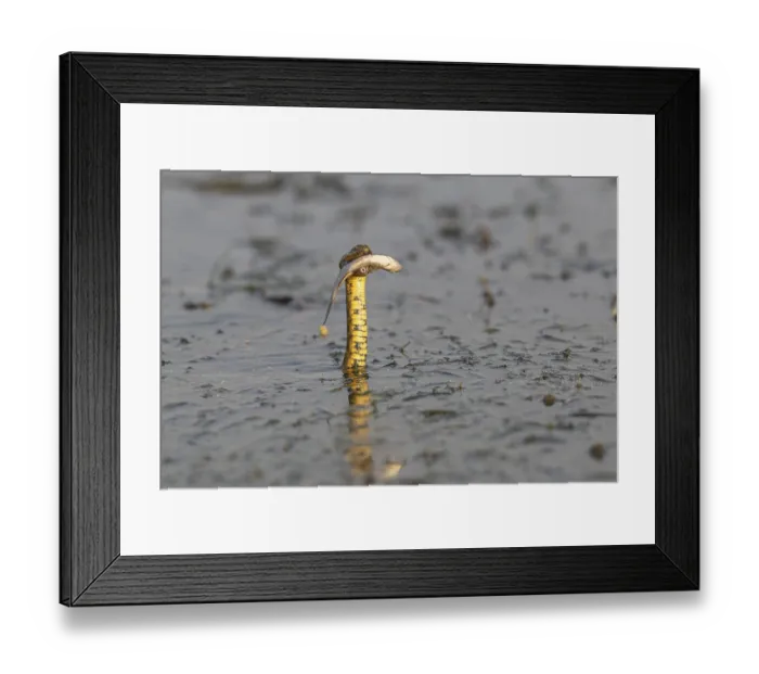 Framed Print : Dice snake (Natrix tessellata) Snake with fish in its mouth