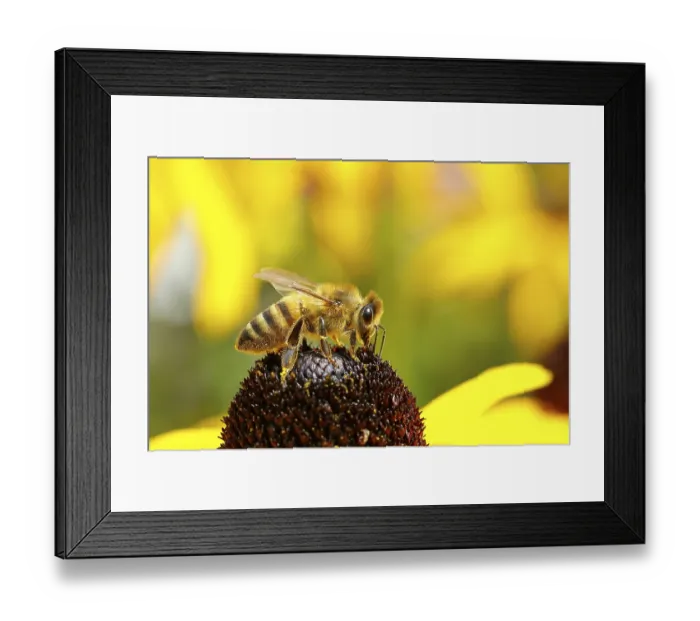 Framed Print : European honey bee (Apis mellifera) Framed Print : European honey bee (Apis mellifera)