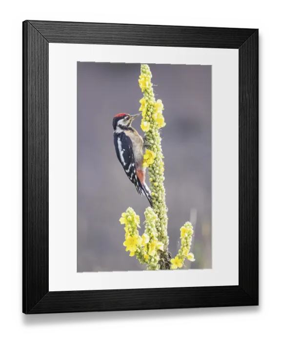 Framed Print : Great spotted woodpecker (Dendrocopus major) young bird Germany Framed Print : Great spotted woodpecker (Dendrocopus major) young bird Germany
