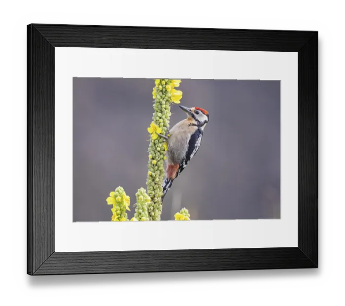 Framed Print : Great spotted woodpecker (Dendrocopus major) young bird Germany Framed Print : Great spotted woodpecker (Dendrocopus major) young bird Germany