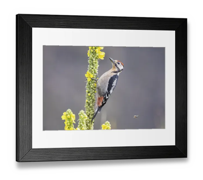 Framed Print : Great spotted woodpecker (Dendrocopus major) young bird Germany