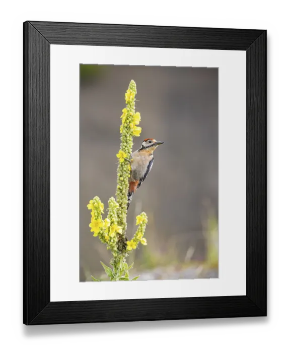 Framed Print : Great spotted woodpecker (Dendrocopus major) young bird Germany