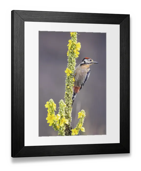 Framed Print : Great spotted woodpecker (Dendrocopus major) young bird Germany Framed Print : Great spotted woodpecker (Dendrocopus major) young bird Germany