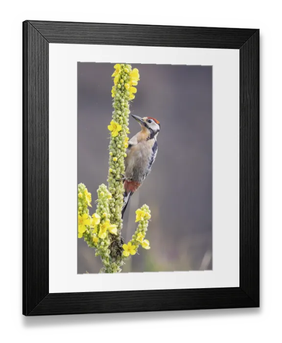 Framed Print : Great spotted woodpecker (Dendrocopus major) young bird Germany