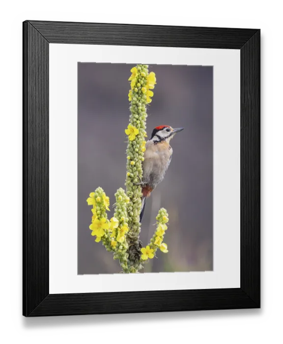 Framed Print : Great spotted woodpecker (Dendrocopus major) young bird Germany Framed Print : Great spotted woodpecker (Dendrocopus major) young bird Germany