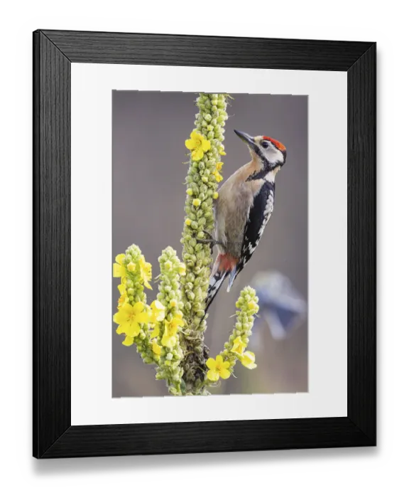 Framed Print : Great spotted woodpecker (Dendrocopus major) young bird Germany Framed Print : Great spotted woodpecker (Dendrocopus major) young bird Germany