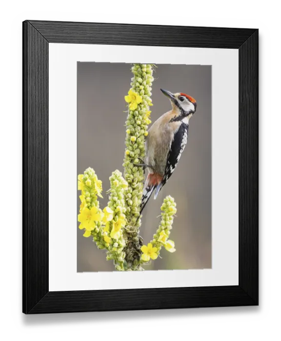 Framed Print : Great spotted woodpecker (Dendrocopus major) young bird Germany Framed Print : Great spotted woodpecker (Dendrocopus major) young bird Germany