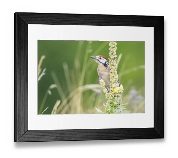 Framed Print : Great spotted woodpecker (Dendrocopus major) young bird Germany Framed Print : Great spotted woodpecker (Dendrocopus major) young bird Germany