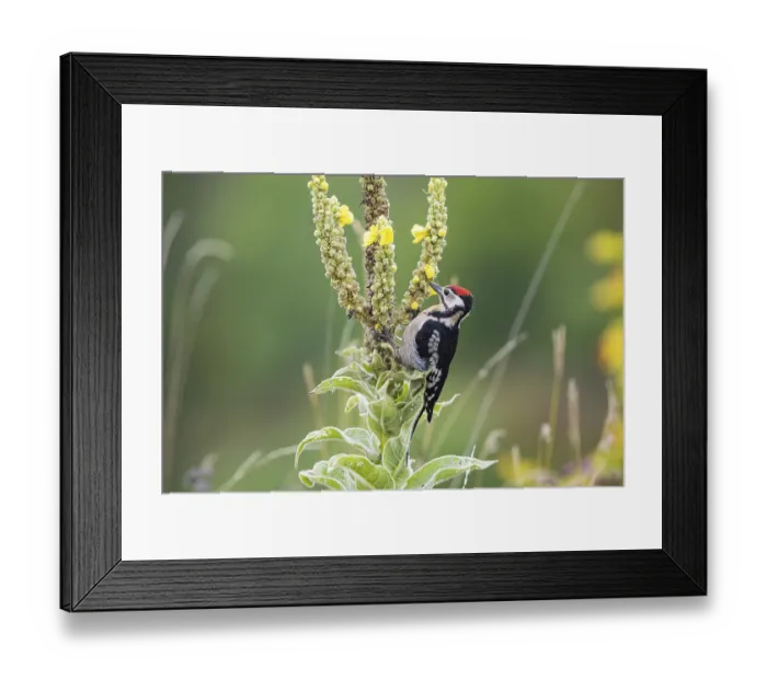 Framed Print : Great spotted woodpecker (Dendrocopus major) young bird Germany
