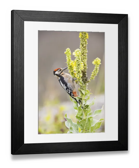 Framed Print : Great spotted woodpecker (Dendrocopus major) young bird Germany Framed Print : Great spotted woodpecker (Dendrocopus major) young bird Germany