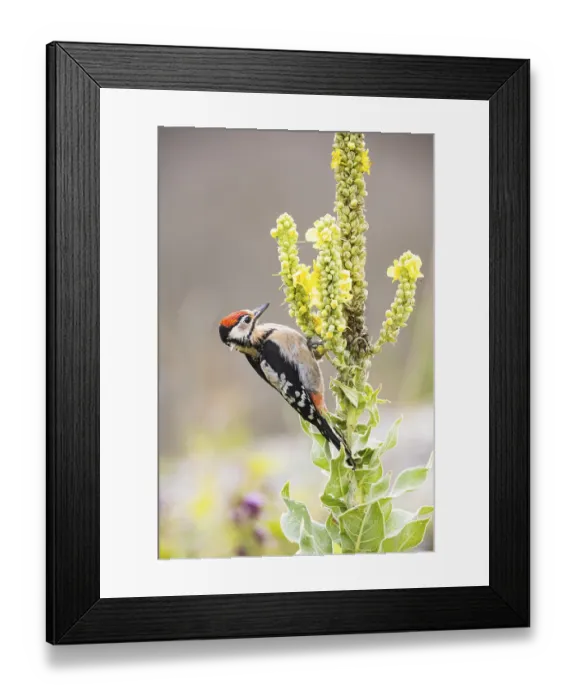 Framed Print : Great spotted woodpecker (Dendrocopus major) young bird Germany