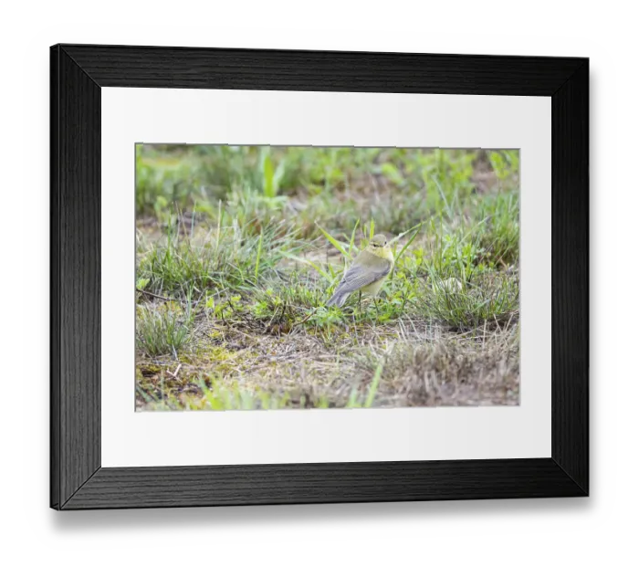Framed Print : Chiffchaff (Phylloscopus collybita) Germany