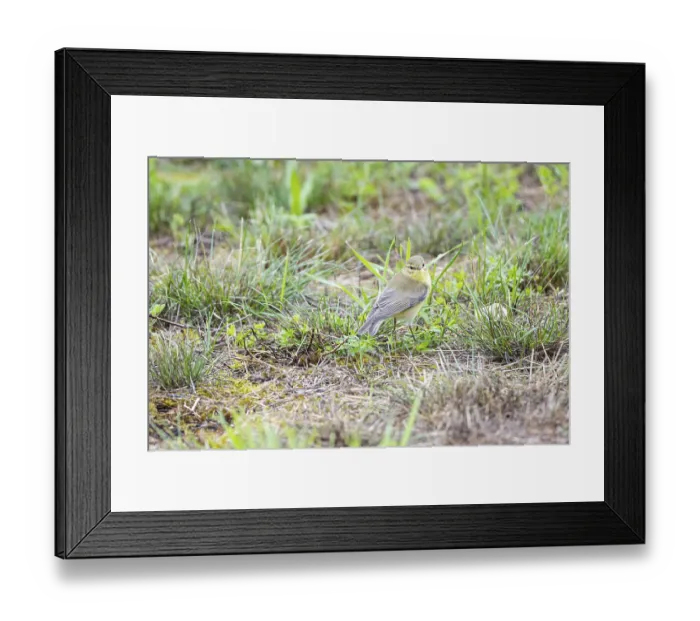 Framed Print : Chiffchaff (Phylloscopus collybita) Germany Framed Print : Chiffchaff (Phylloscopus collybita) Germany