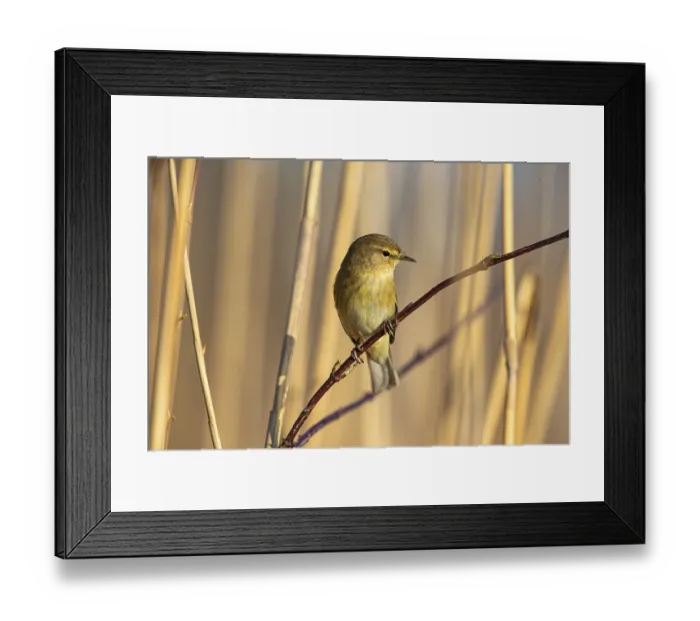 Framed Print : Chiffchaff (Phylloscopus collybita) Germany