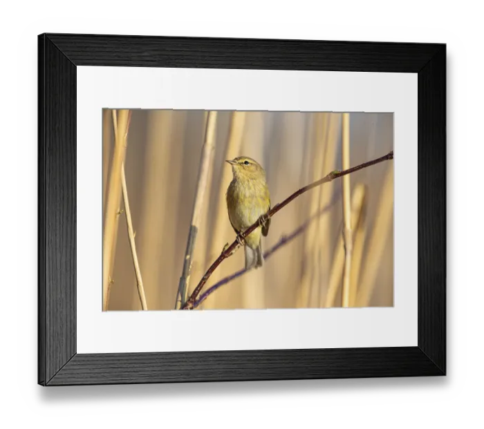 Framed Print : Chiffchaff (Phylloscopus collybita) Germany