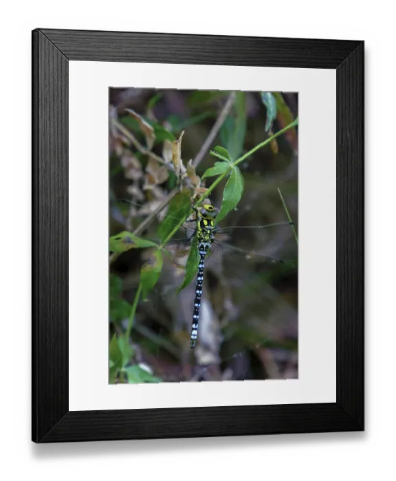 Framed Print : Southern hawker dragonfly perching on a green leaf in its natural habitat in ronda