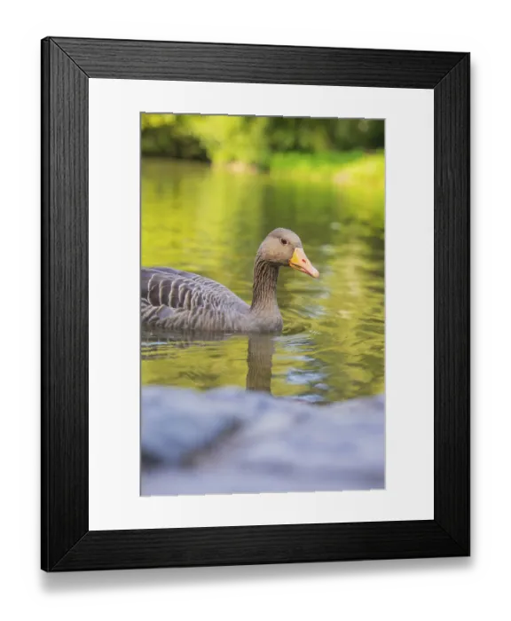 Framed Print : A duck swims on a calm lake, surrounded by green nature and reflections in the water