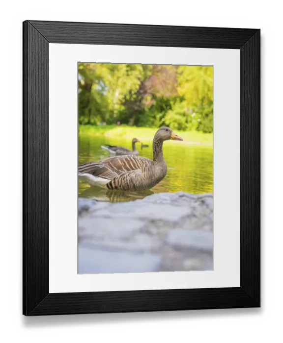 Framed Print : Two ducks swimming on a calm lake