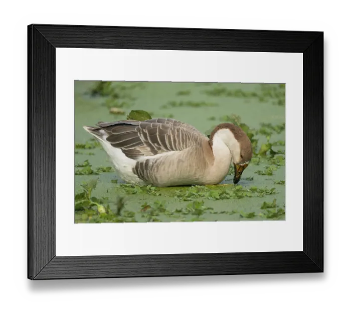 Framed Print : A duck in a body of water surrounded by green water hyacinths Framed Print : A duck in a body of water surrounded by green water hyacinths