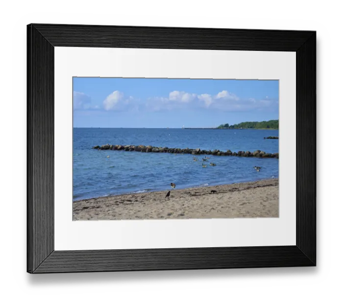 Framed Print : Ducks swimming near a rocky beach under a clear sky with calm sea