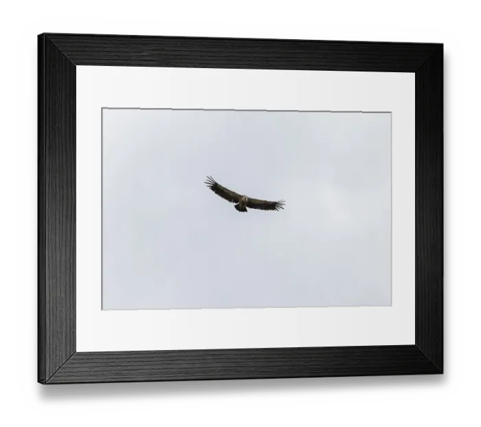 Framed Print : Griffon vulture (Gyps fulvus), utilising thermals over the Gotthard Framed Print : Griffon vulture (Gyps fulvus), utilising thermals over the Gotthard