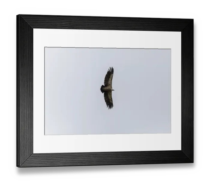 Framed Print : Griffon vulture (Gyps fulvus), utilising thermals over the Gotthard
