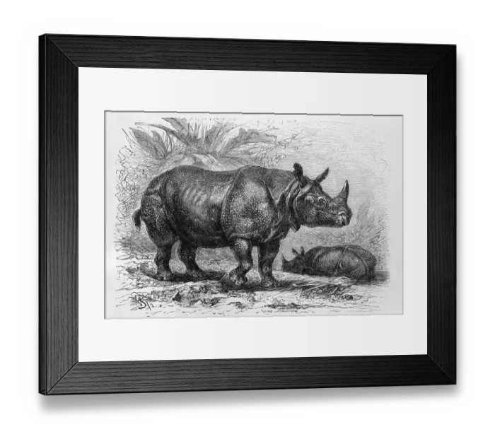 Framed Print : Indian rhinoceros (Rhinoceros unicornis)