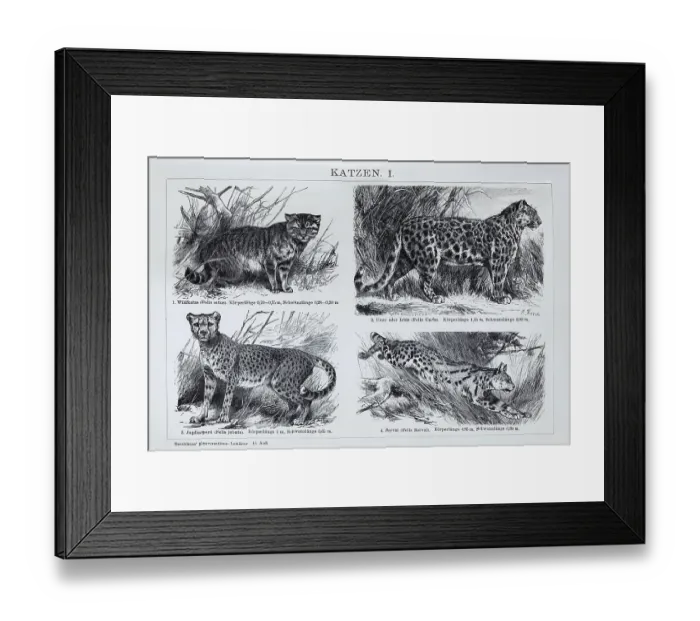 Framed Print : Picture plate cat species, wild cat (Felis silvestris)