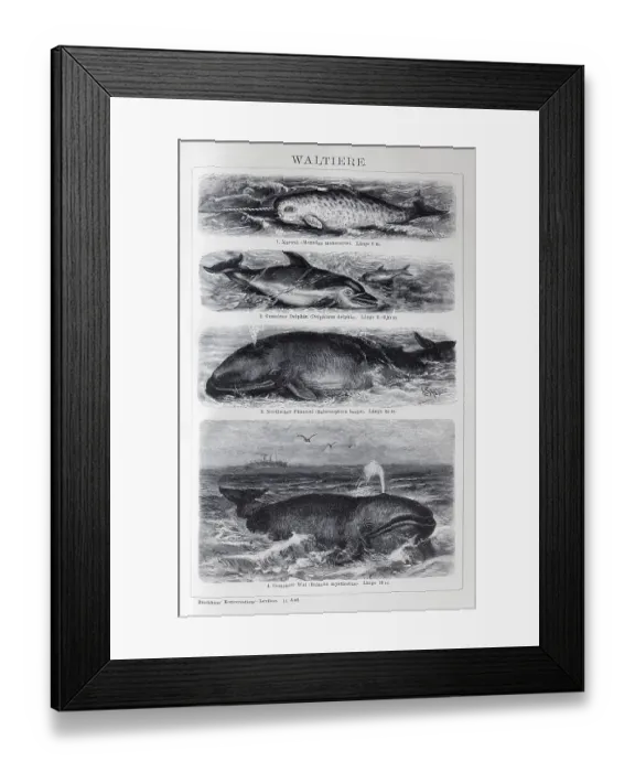 Framed Print : Plate Cetaceans, narwhal (Monodon monoceros) Framed Print : Plate Cetaceans, narwhal (Monodon monoceros)