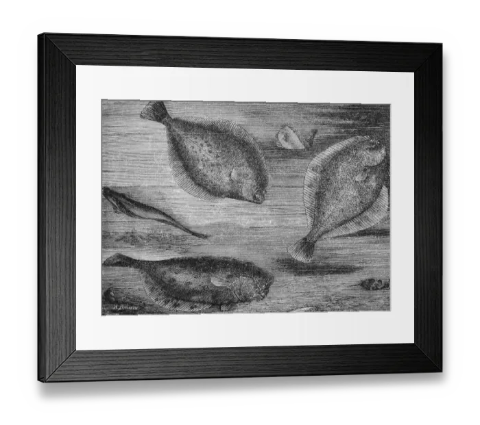 Framed Print : Plaice or turbot (Pleuronectes platessa)