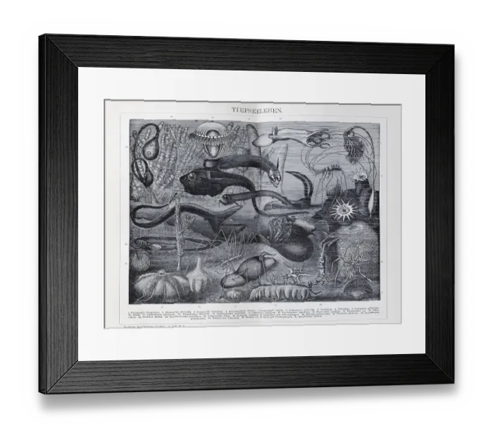 Framed Print : Plate of fantastic deep-sea creatures