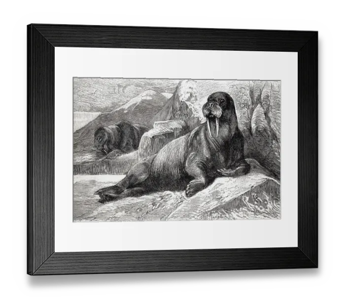Framed Print : Walrus (Odobenus rosmarus), historical book illustration Framed Print : Walrus (Odobenus rosmarus), historical book illustration