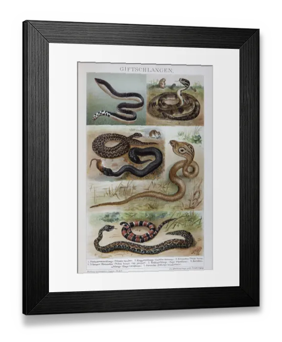 Framed Print : Plate of venomous snakes, spectacled snake (Naja naja) Framed Print : Plate of venomous snakes, spectacled snake (Naja naja)