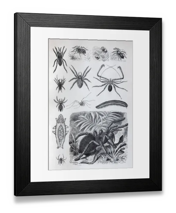 Framed Print : Plate arachnids (Arachnida) and millipedes (Myriapoda)
