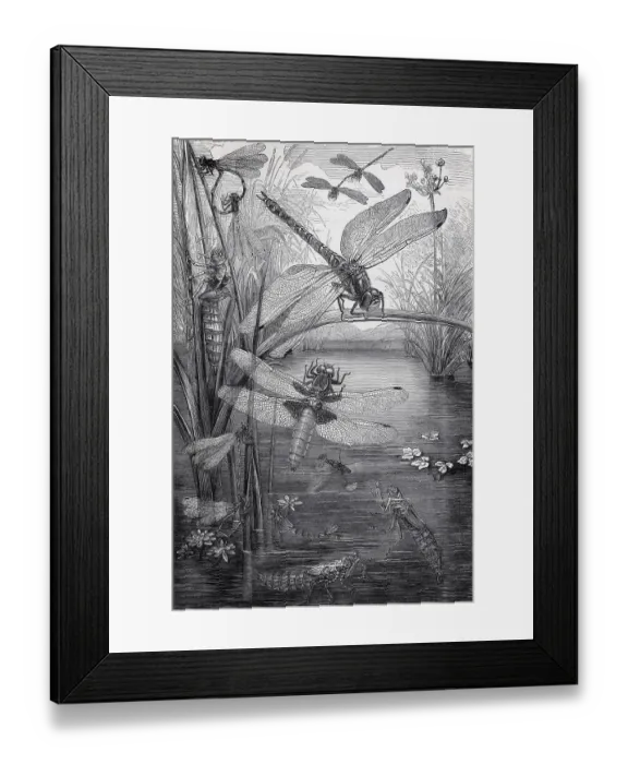 Framed Print : Plate with dragonfly species, meadow dragonfly (Libellula pratensis)