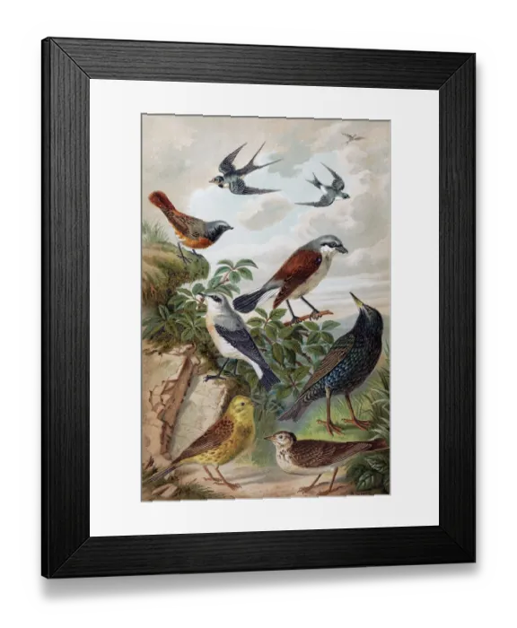 Framed Print : Plate of Central European songbirds Framed Print : Plate of Central European songbirds